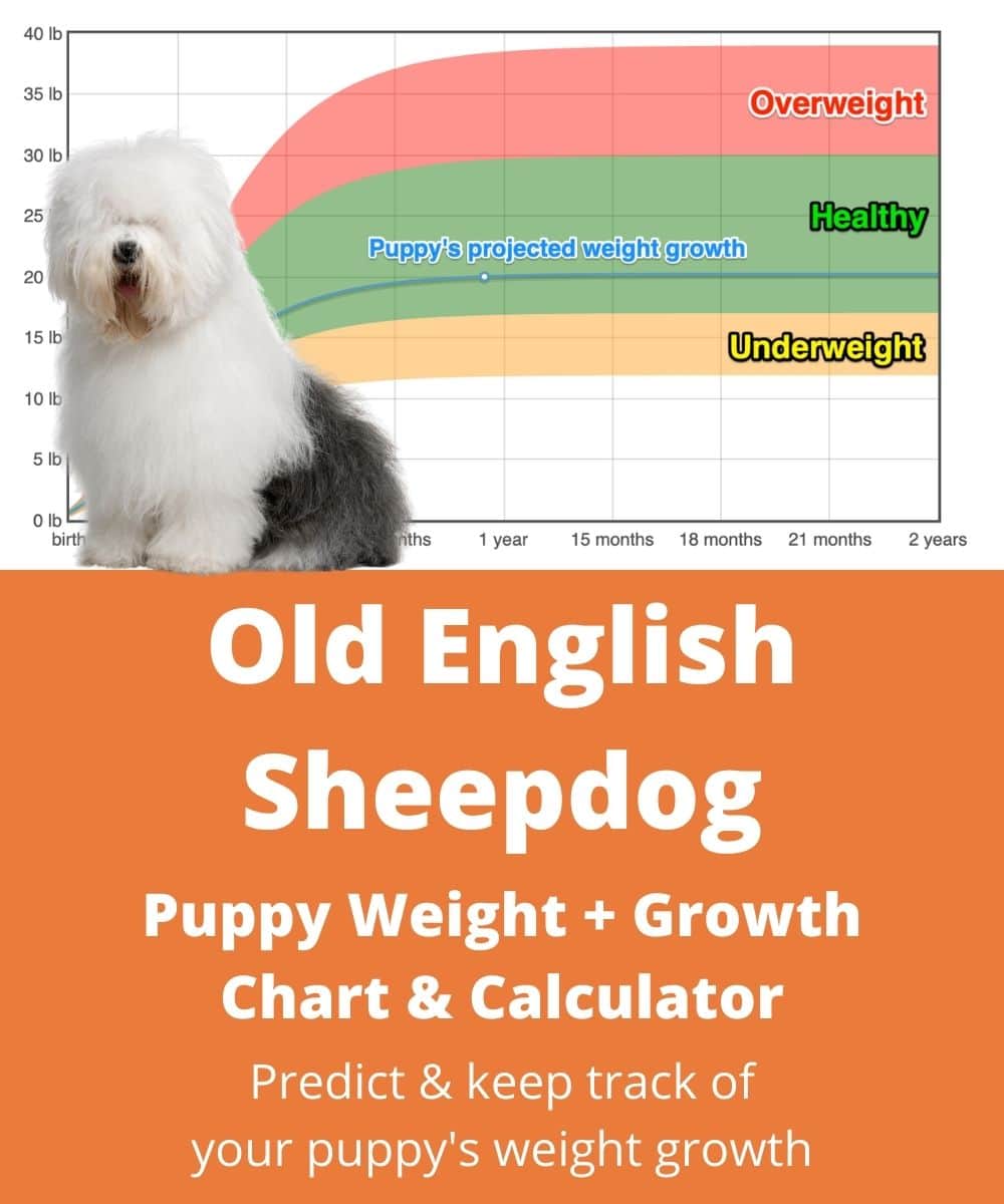 old-english-sheepdog Puppy Weight Growth Chart